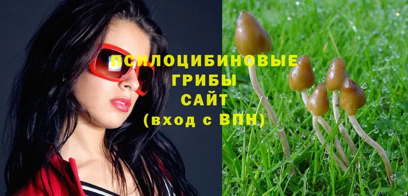 Псилоцибиновые грибы Psilocybine cubensis  Новосибирск 